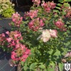 Hydrangea paniculata 'Mega Mindy' - Aedhortensia 'Mega Mindy' C1/1L